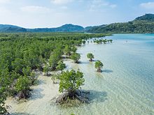 Mangrove forests Mangrove swamp, Iriomote Island, Okinawa, Japan.jpg