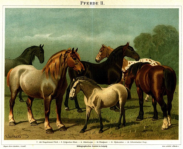 Races de chevaux de trait et de poneys.