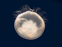 Translucent moon jelly on black blackground. The jelly contains a solid white mass extending through about 2/3 of its body