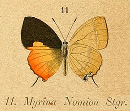 Myrina nomion