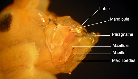 ハマトビムシ（端脚類）の口器。右側（外側）に1対の顎脚（maxillipède）がある。