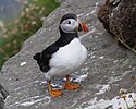 Papageitaucher (Fratercula arctica) auf Handa Island