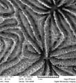Vista de la unión de dos coralitos de Pavona decussata, mediante microscopio digital a 126x aumentos.