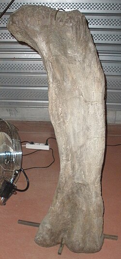 Phuwiangosaurus sirindhornae femur.JPG