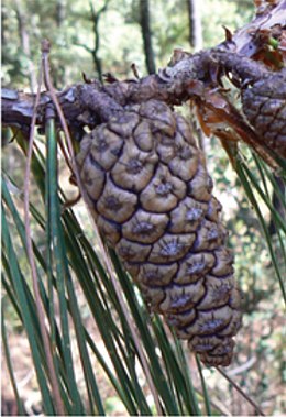 A fenyő toboza