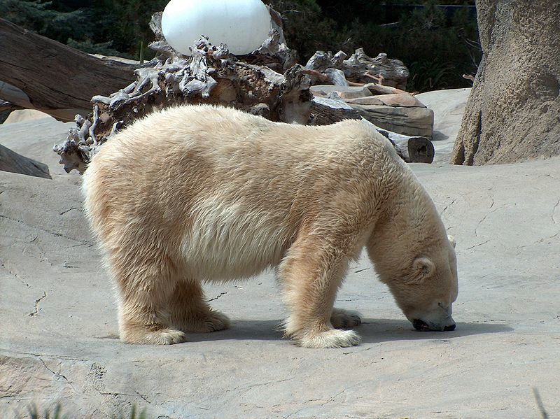 Ficheru:PolarBear01.jpeg