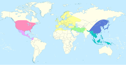 Global distribution of Quercus. The New and Old World parts are mostly separate clades. Red: North American. Pink: Central American. Yellow: European. Green: West/Central Asian. Turquoise: Southeast Asian. Blue: East Asian. See Phylogeny chapter/tree for sections. Quercus Global Distribution.svg