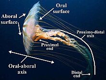 Terms can be modified with prefixes and suffixes. In this image showing the jellyfish species Chrysaora, the prefix 'ab-', is used to indicate something that is 'away from' the mouth, for example the aboral. Other terms are combined to indicate axes, such as proximodistal axis. Radiate Oral-aboral Axes.JPG