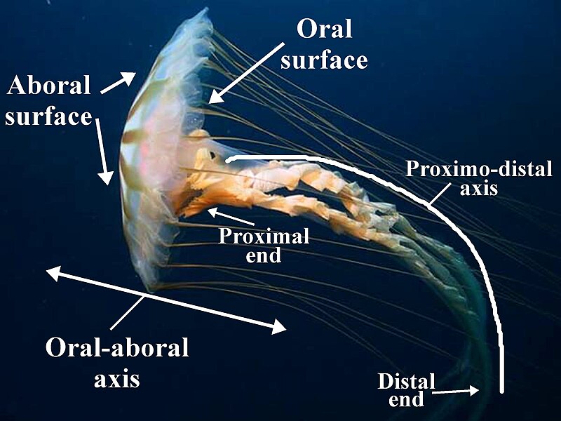 800px-Radiate_Oral-aboral_Axes.JPG