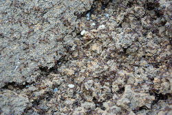 Exposed red imported fire ant mound Redant.JPG