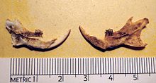 Rhagamys orthodon dolní hemimandibles, pleistocén z Korsiky.jpg