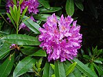 Rhododendron-by-eiffel-public-domain-20040617.jpg