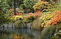 A border of Rhododendrons along the Avon River