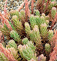 Sedum liebmannianum 2.jpg