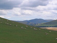 Sheep grazing on slopes of Camp Hill, Bowmont Valley Sheep grazing on slopes of Camp Hill - geograph.org.uk - 909051.jpg