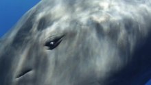 Файл: Sperm whale eye retraction.ogv