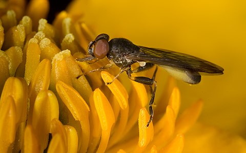 Caltha palustris pollination, by Richard Bartz