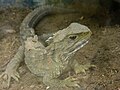 Bruggenächse (Sphenodon punctatus), läben in Neuseeland