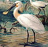 Spoonbill50.jpg