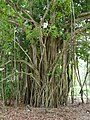 Poppelfikentre (Ficus benghalensis)