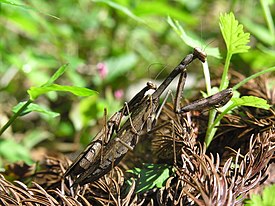 Statilia maculata