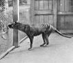 Le dernier thylacine connu, au zoo de Hobart en Tasmanie en 1933.