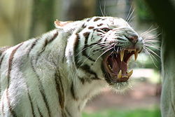 Tigre d'Asie à robe blanche due à une mutation génétique.