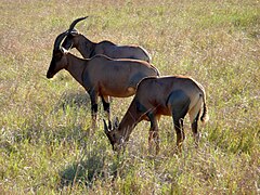 Esemplari al pascolo (Masai Mara)