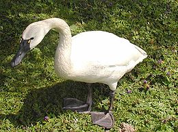 Kanadinė mažoji gulbė (Cygnus columbianus columbianus)