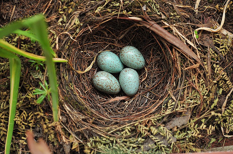 Ficheiro:Turdus rufiventris -Sao Paulo, Brazil -eggs in nest-8.jpg
