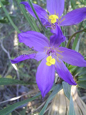 Flor de Vellozia squamata (Canela-de-Ema)