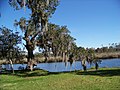 View of Bayou Liberty from Cousin House. The Live Oak survived Hurricane Katrina.