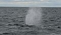 A whale off the shore of Cape Cod, Massachusetts