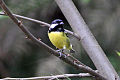 Yellow-bellied tit