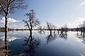 Borgfelder Wümmewiesen bei Überflutung (Februar 2022)