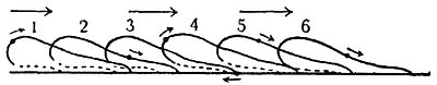 Рис. 2. Катящееся А. д., последовательные моменты (1—6); посторонняя частица (точка) на поверхности тела амебы меняет при этом свое положение.