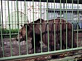มาช่า หมีในส่วนจัดแสดงภายในรั้วอาราม Spaso-Preobrazhensky