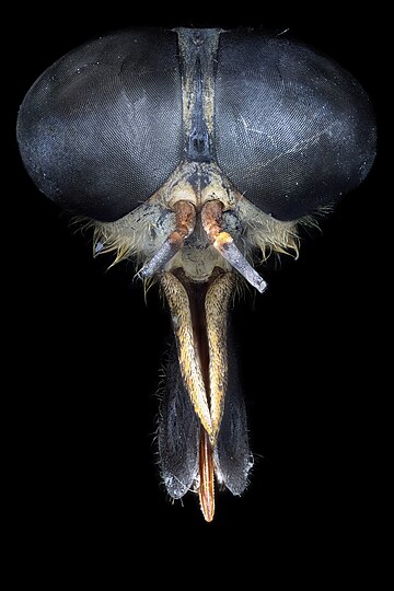 Cabeça da mutuca. Uma foto em luz visível. Elas são encontradas em todo o mundo. As adultas alimentam-se de néctar e exsudatos de plantas; os machos têm aparelho bucal fraco e apenas as fêmeas picam os animais para obter do sangue proteína suficiente para produzir ovos. As partes bucais das fêmeas são formadas em um órgão robusto com dois pares de lâminas cortantes afiadas e uma parte esponjosa usada para lamber o sangue que flui da ferida. Em áreas onde ocorrem doenças, sabe-se que elas carregam o vírus da anemia infecciosa equina, alguns tripanossomas, o verme filarial Loa loa, antraz entre bovinos e ovinos e tularemia. (definição 19 216 × 19 216)