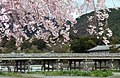 渡月橋としだれ桜（京都市・嵐山）