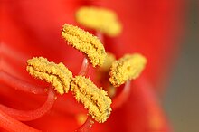 Pollen production is an essential step in sexual reproduction of seed plants. 2012-04-03 16-43-53-amaryllis-sp.jpg