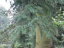 Abies homolepis