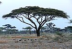 Miniatura para Acacia tortilis