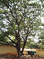 Albizia saman (Raintree) (7).jpg