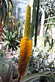Květenství Aloe tauri