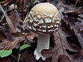 Panter-Fluesvamp, Amanita pantherina. Kulinarisk værdi: