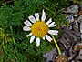 Valse kamille (Anthemis arvensis)