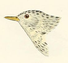 Anthus spragueii 1870.jpg