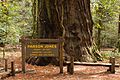 „Parson Jones“ ist mit einer Höhe von über 94 Metern der größte Baum des Bestandes
