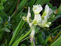 Astragalus boëticus.