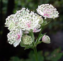 Astrantia Major